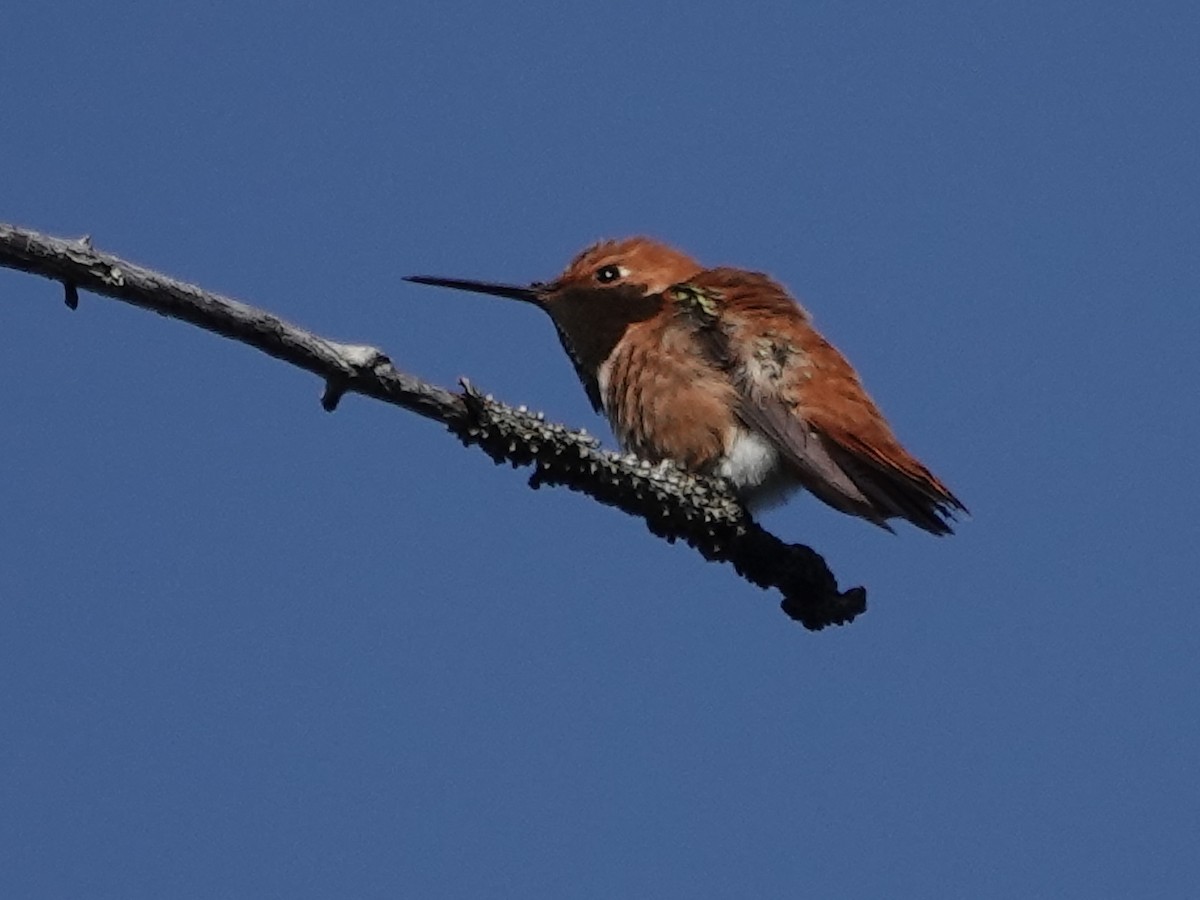 Rufous Hummingbird - Liz Soria