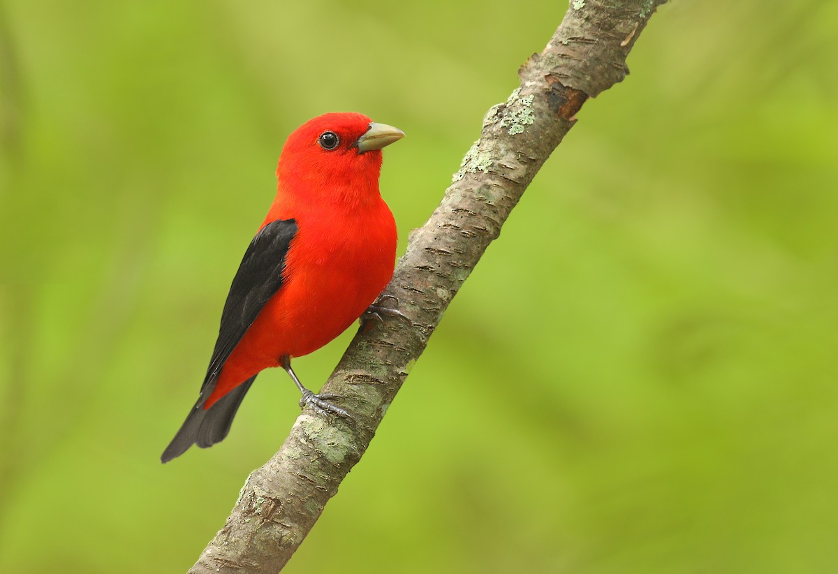 Scarlet Tanager - ML241349851