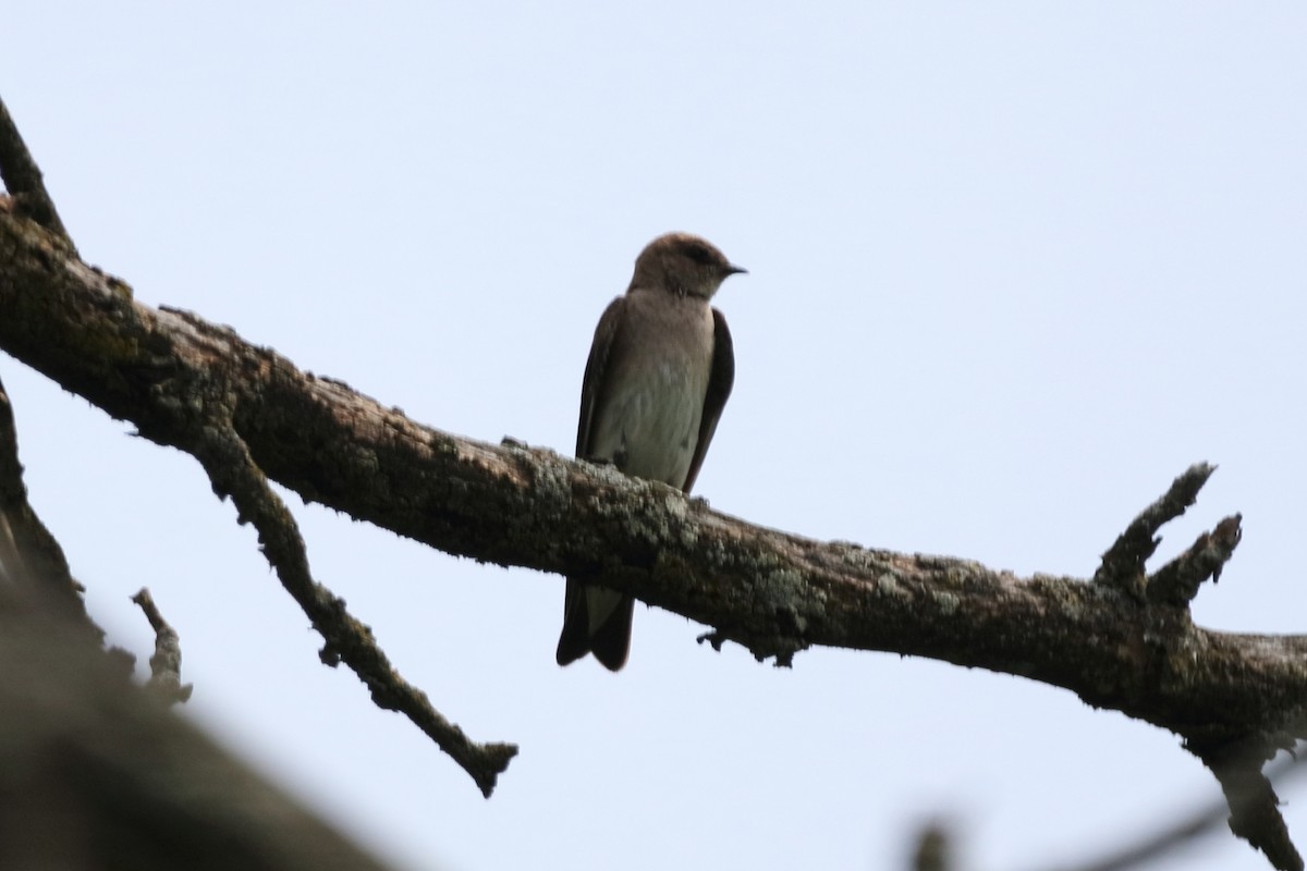 Northern Rough-winged Swallow - David Fang