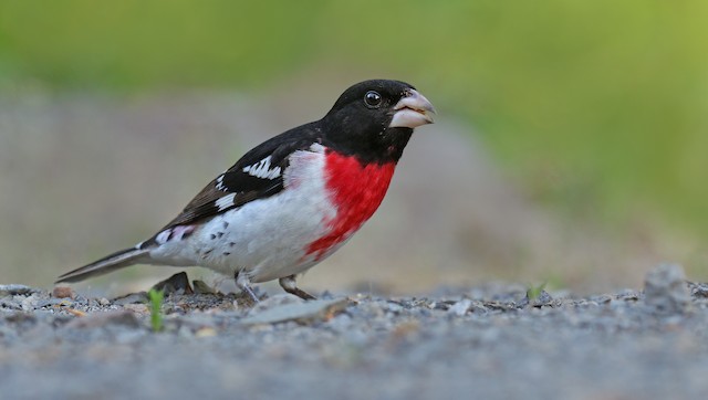 Rose Breasted Grosbeak Ebird