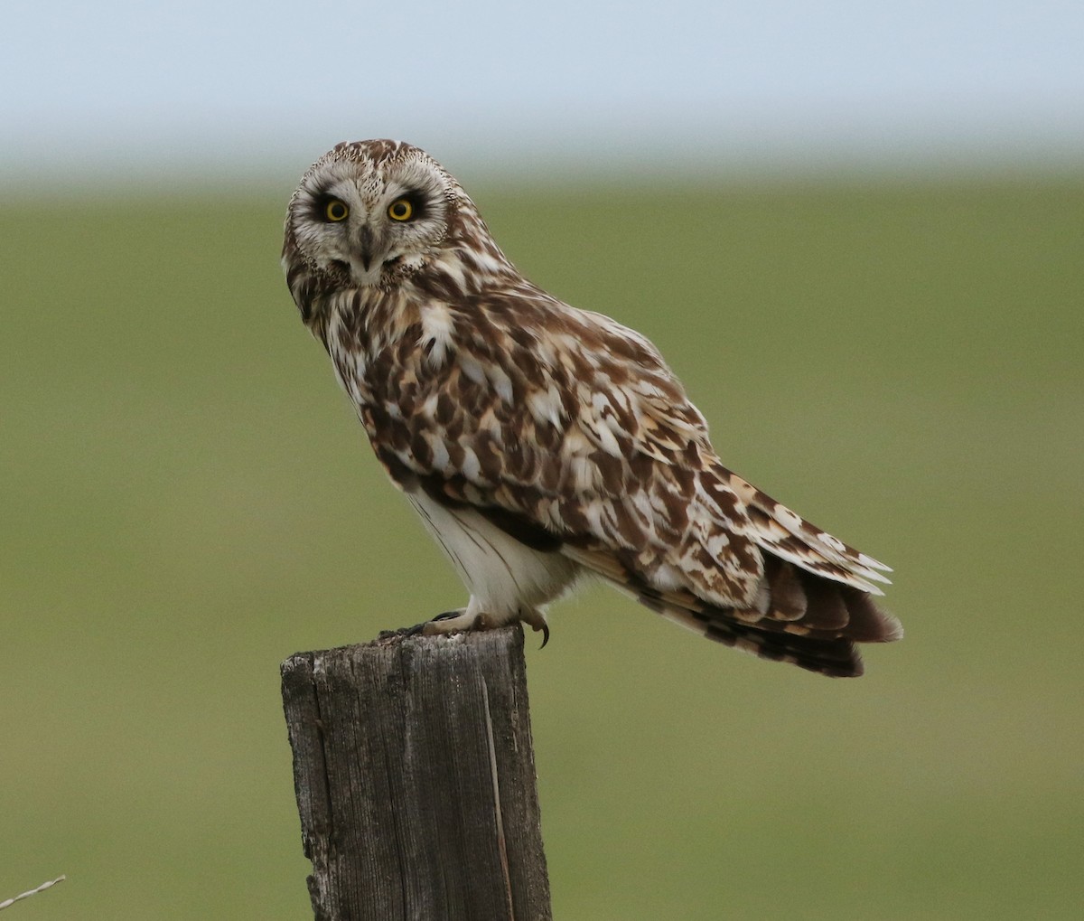 Short-eared Owl - ML241356201