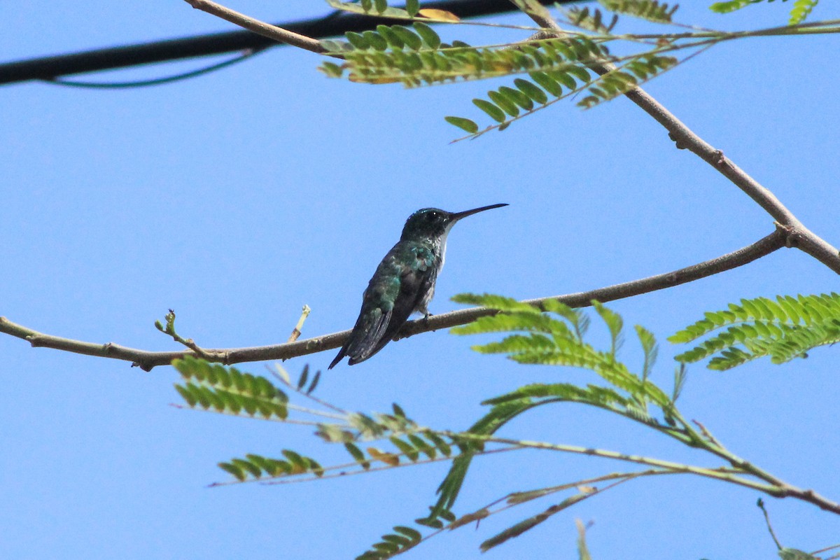 kolibřík pestrý - ML241357551