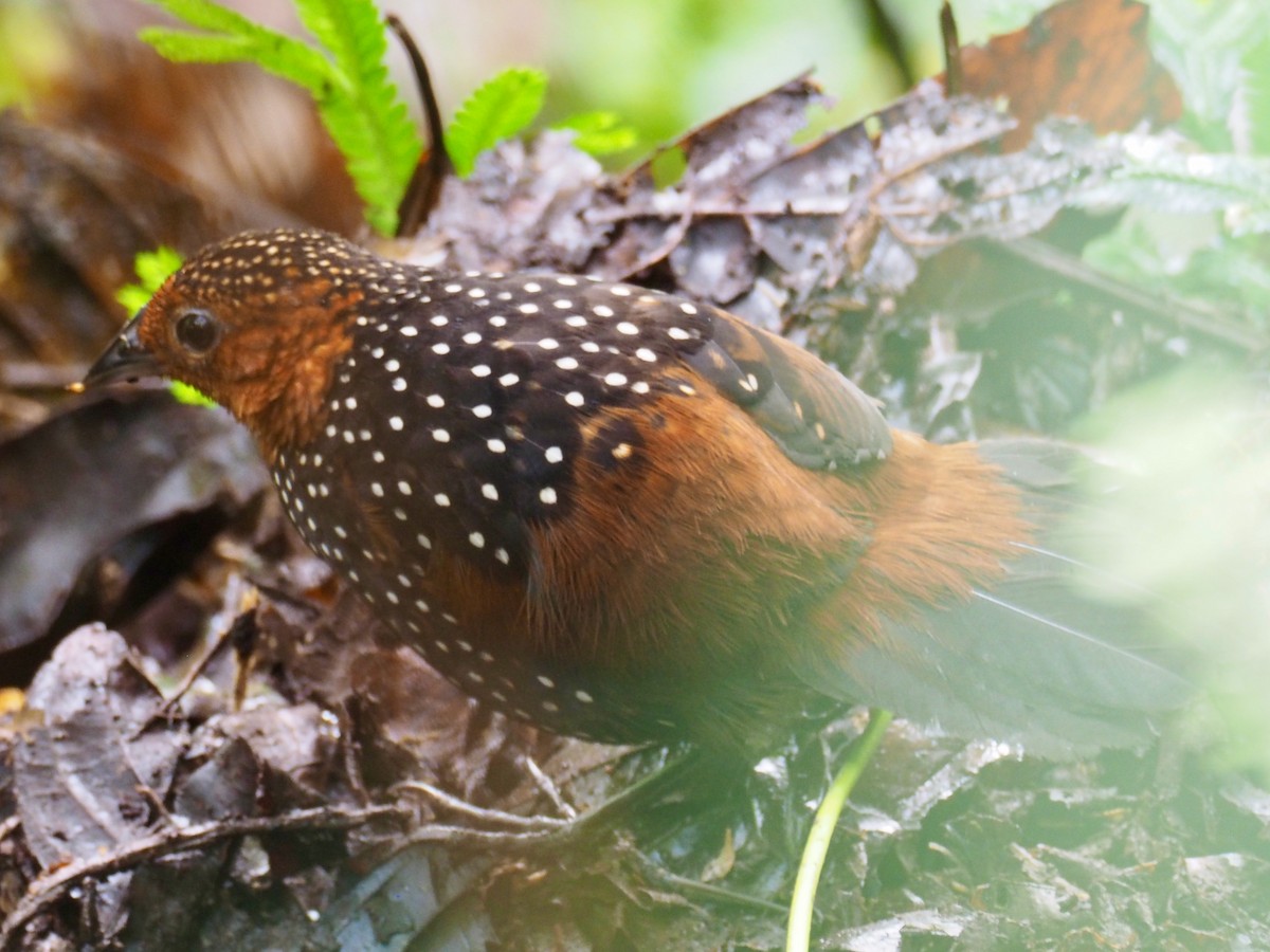 Ocellated Tapaculo - ML241359591