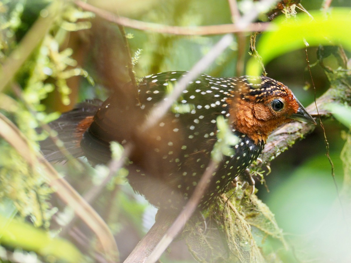 Ocellated Tapaculo - ML241359631