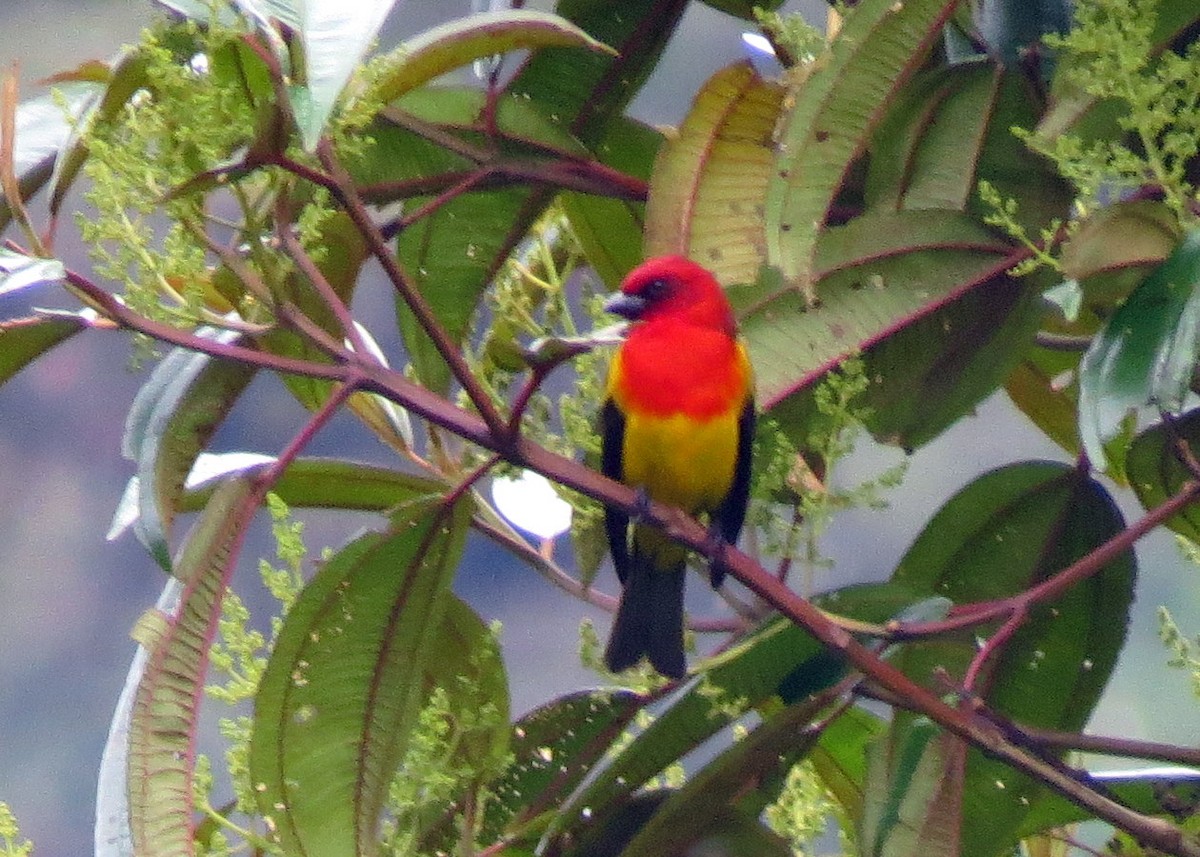 Red-hooded Tanager - ML241361121