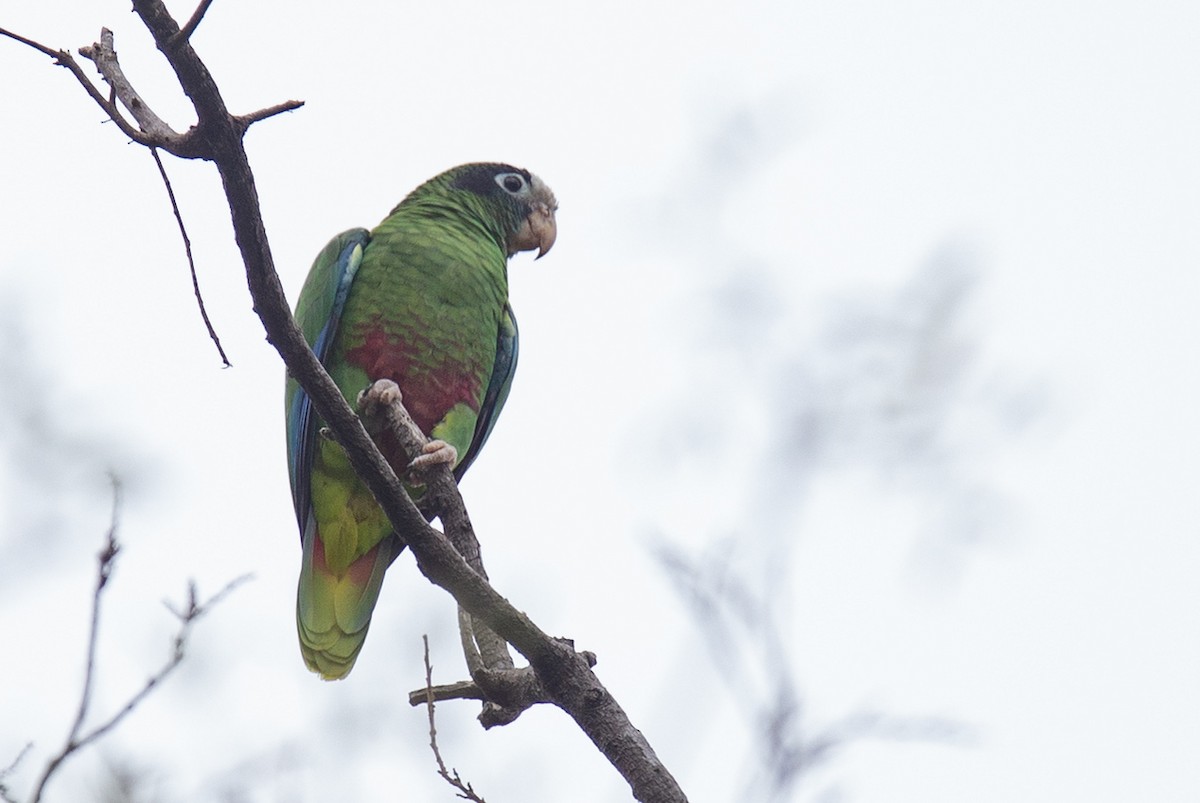 Hispaniolan Parrot - ML241364041