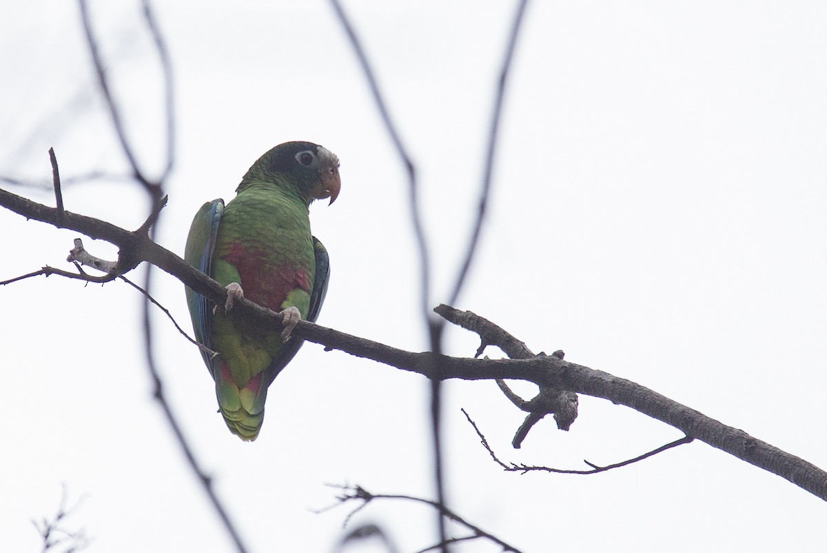 Hispaniolan Parrot - ML241364191