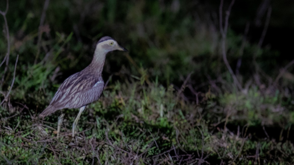Double-striped Thick-knee - Robert Tizard