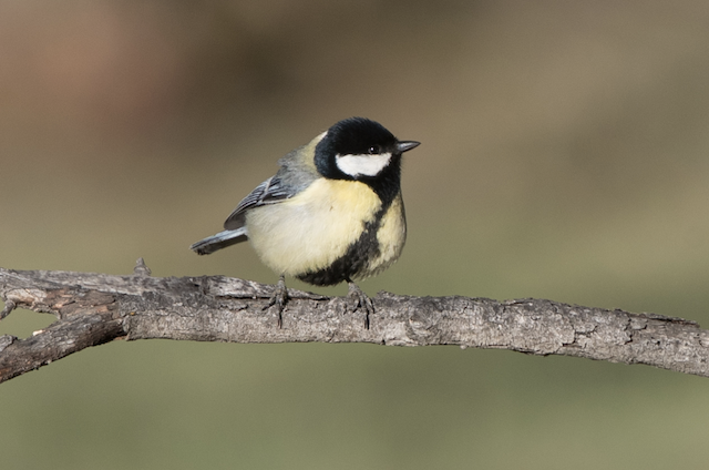 Adult frontal view (subspecies <em class="SciName notranslate">kapustini</em>). - Great Tit - 