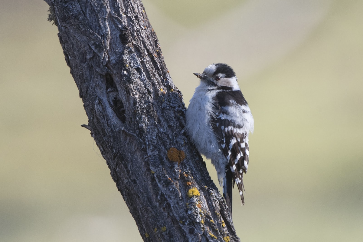 Lesser Spotted Woodpecker - Simon Colenutt