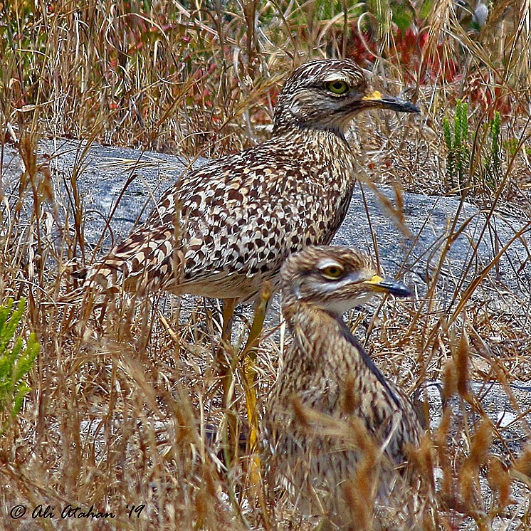 Spotted Thick-knee - Ali Atahan