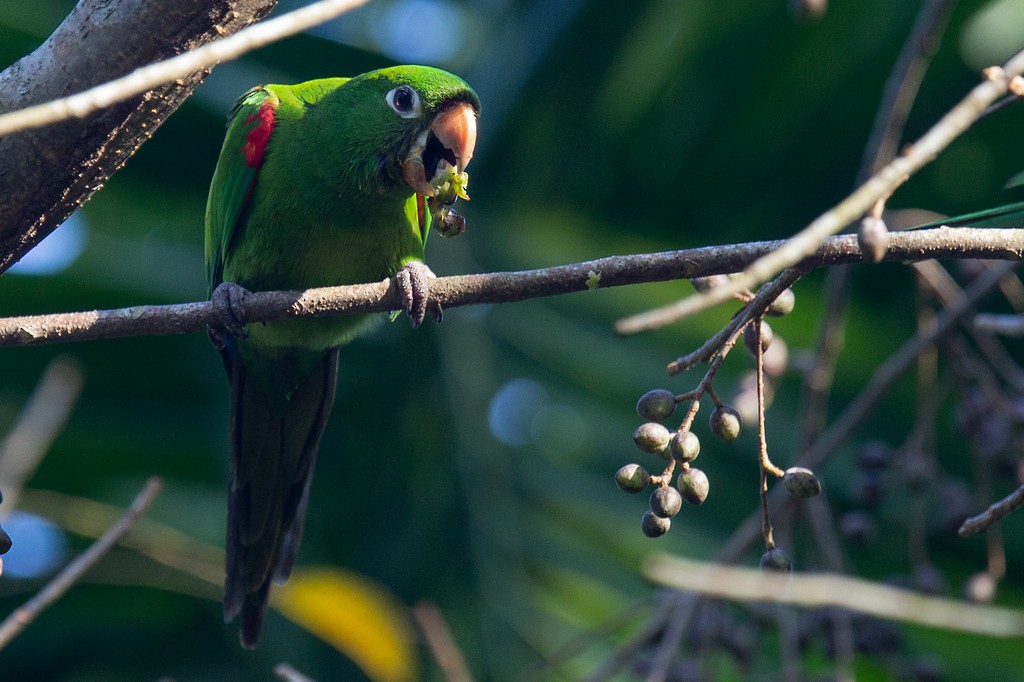 Hispaniolan Parakeet - Robert Tizard