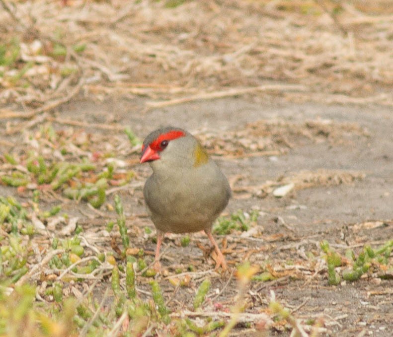 Red-browed Firetail - Richard and Margaret Alcorn
