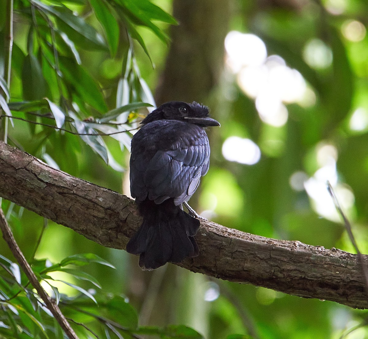 Greater Racket-tailed Drongo - ML241376611