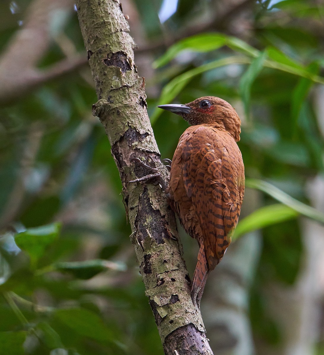 Rufous Woodpecker - Raghavendra  Pai