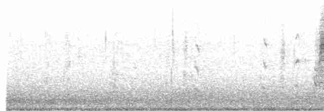 White-browed Babbler - ML241378631