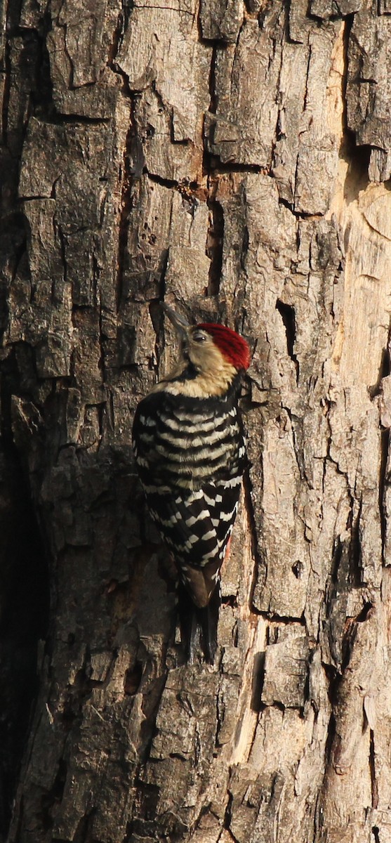 Fulvous-breasted Woodpecker - ML241382031