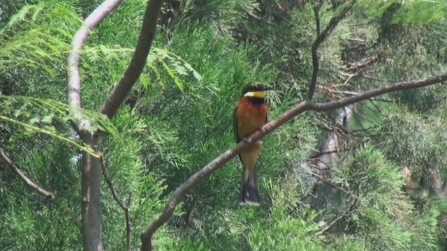 Cinnamon-chested Bee-eater - ML241382591