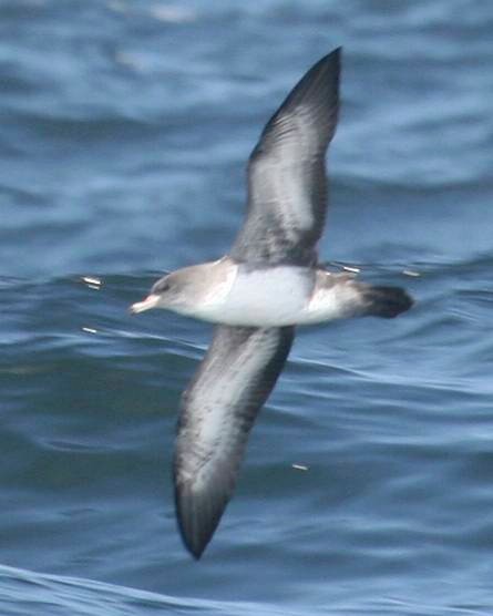 Pink-footed Shearwater - ML241383441