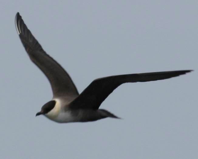 Long-tailed Jaeger - ML241383671