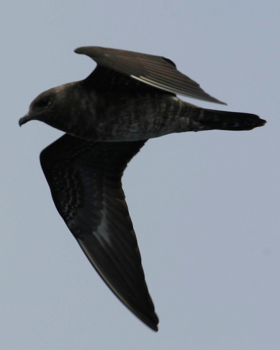 Long-tailed Jaeger - ML241383751
