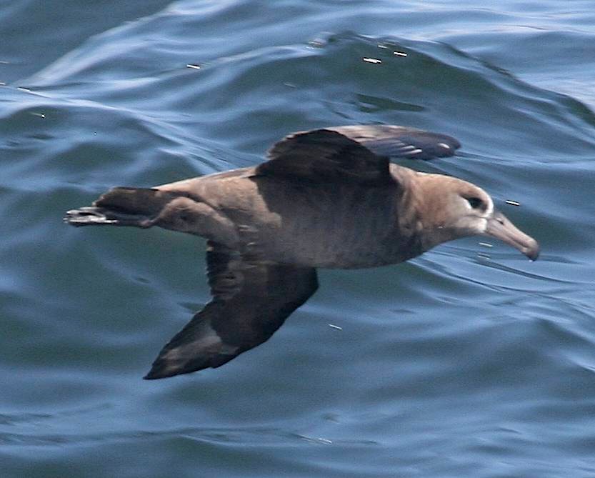 albatros černonohý - ML241383941