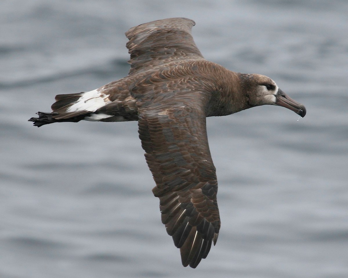 Black-footed Albatross - ML241384361