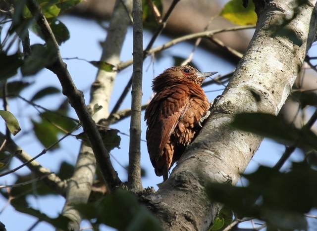 Rufous Woodpecker - simon walkley
