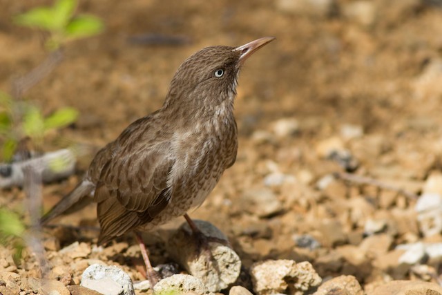 Pearly-eyed Thrasher (subspecies <em class="SciName">bonairensis</em>) - Pearly-eyed Thrasher - 