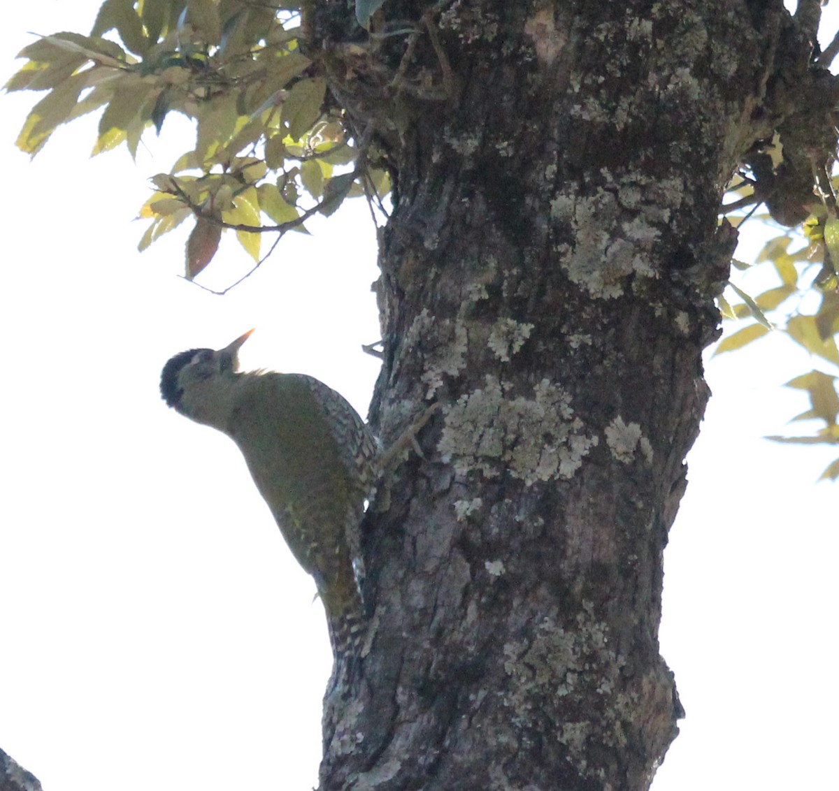 Scaly-bellied Woodpecker - simon walkley