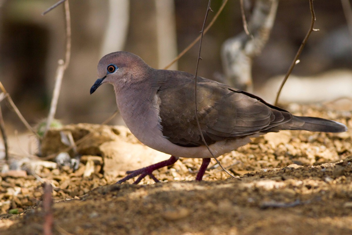 White-tipped Dove - Jeff Gerbracht