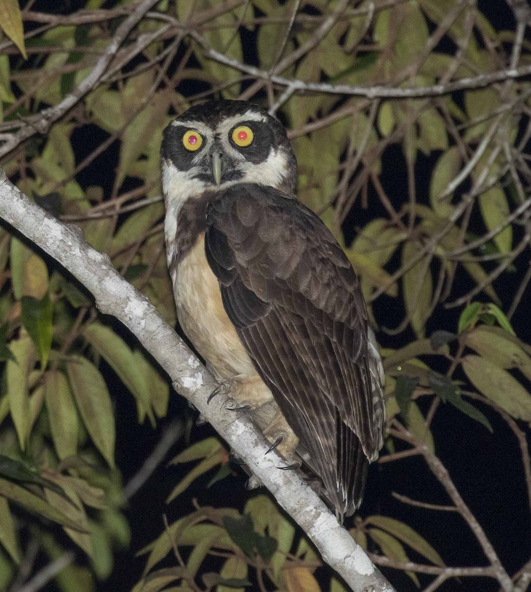 Spectacled Owl - ODAIR VILLELA