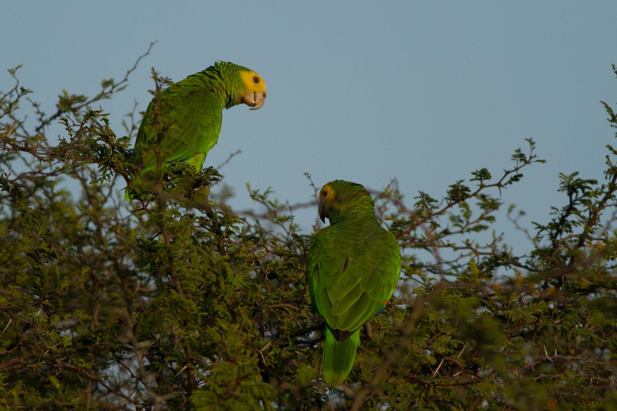 Yellow-shouldered Parrot - ML24139361