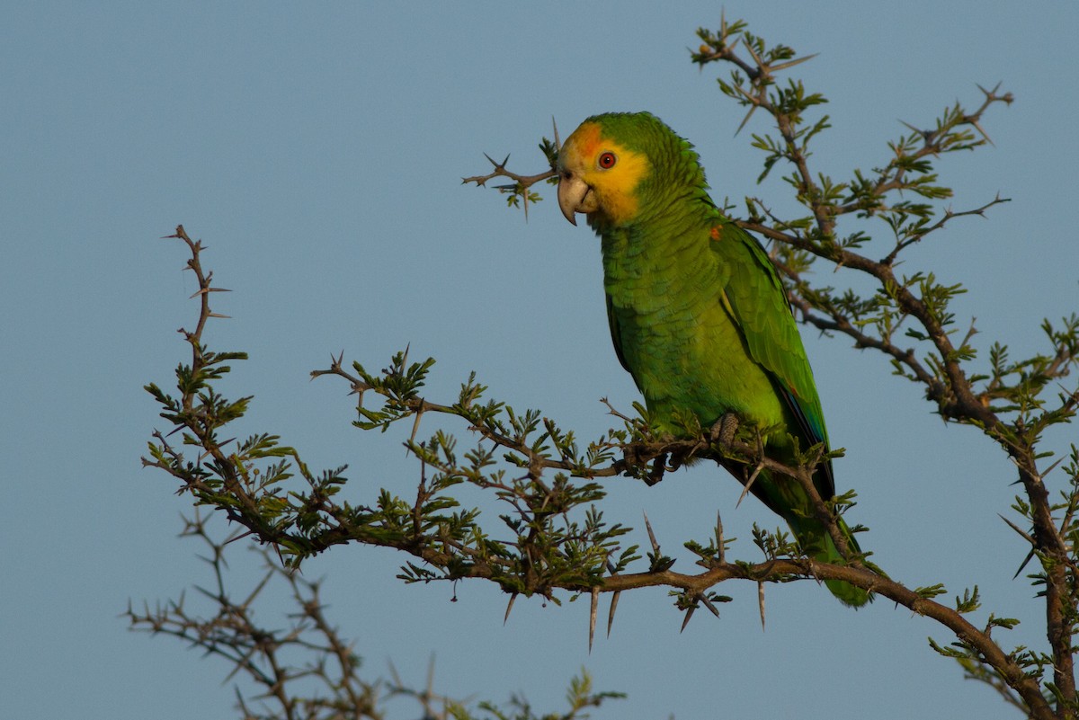 Yellow-shouldered Parrot - Jeff Gerbracht