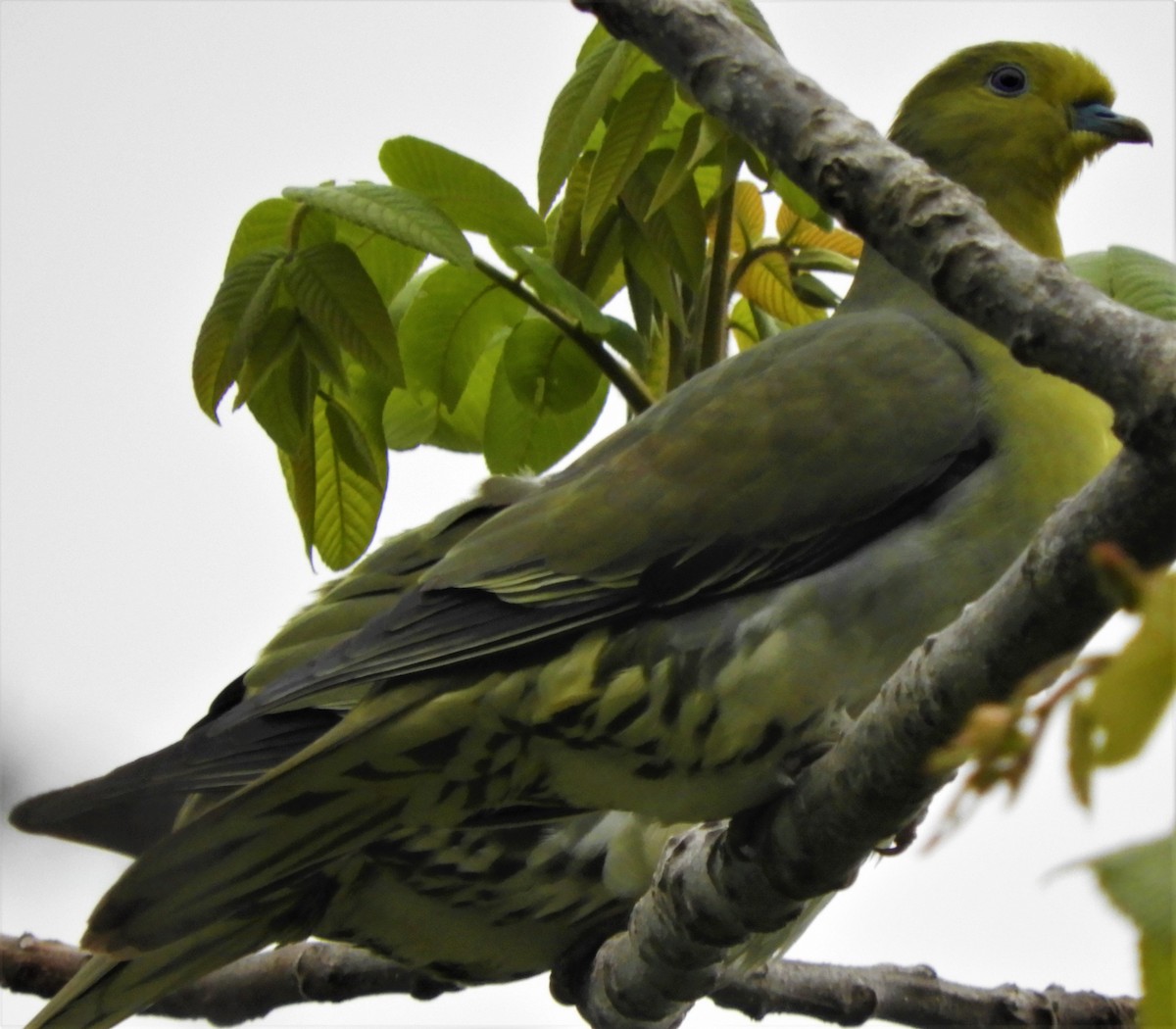 White-bellied Green-Pigeon - Silas Brown