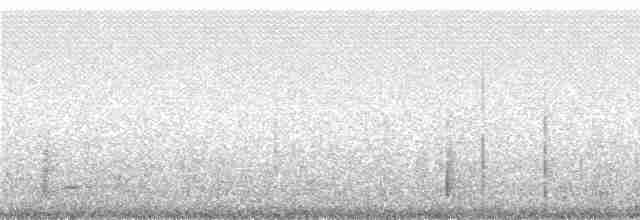 Grallaire ondée - ML241396