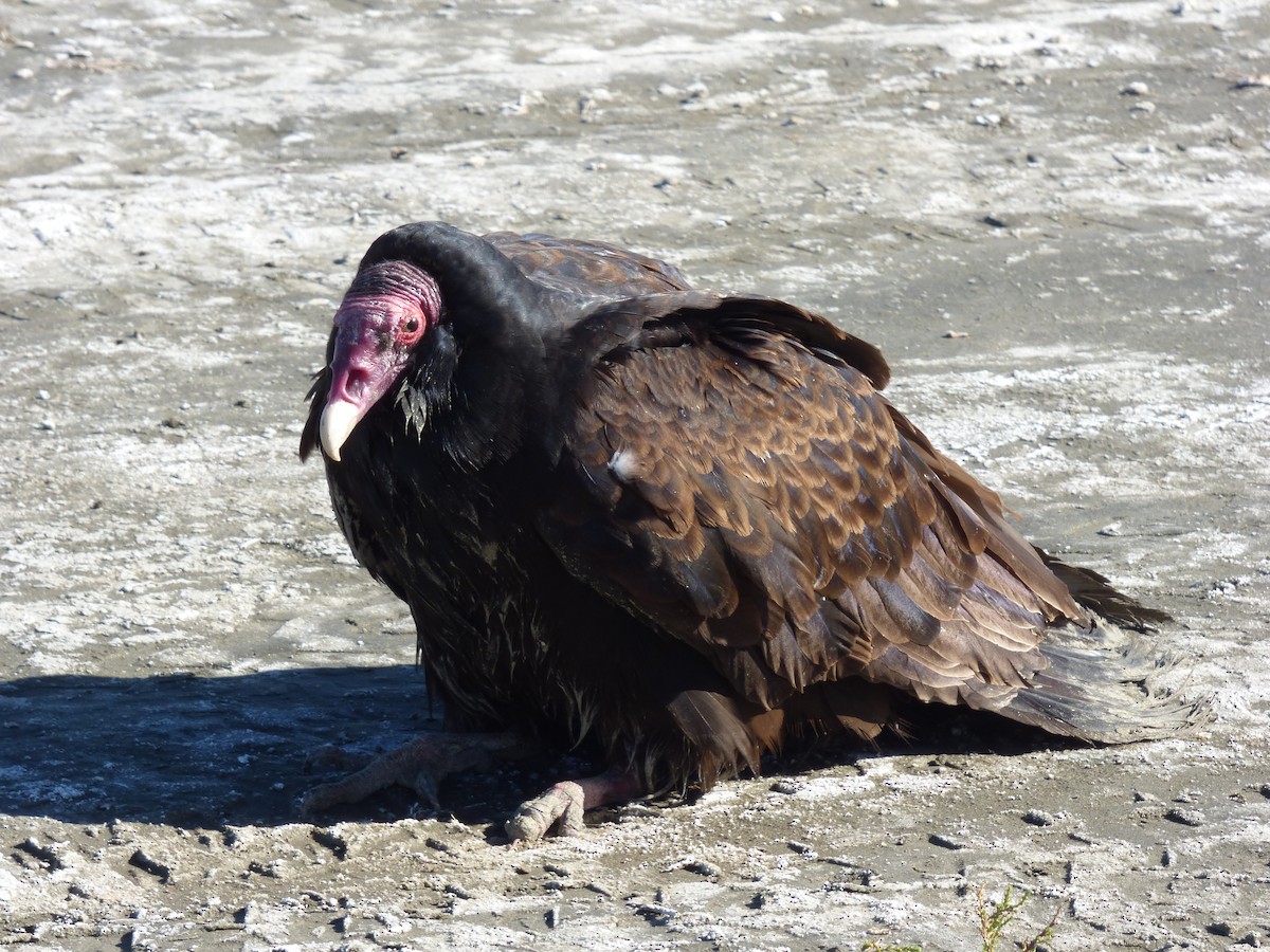 Turkey Vulture - Julie Szabo