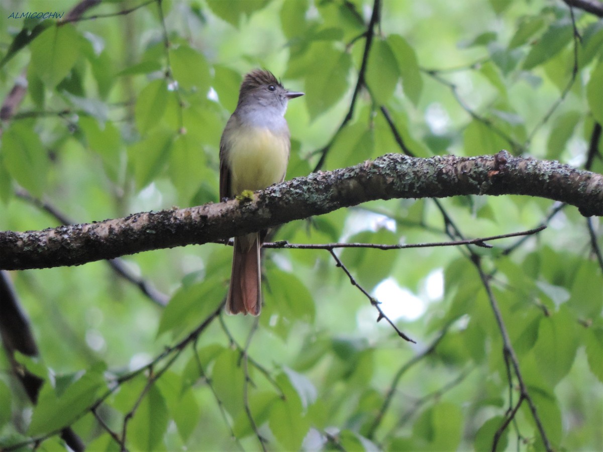 Great Crested Flycatcher - ML241396461