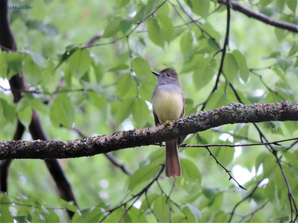 Great Crested Flycatcher - ML241396531