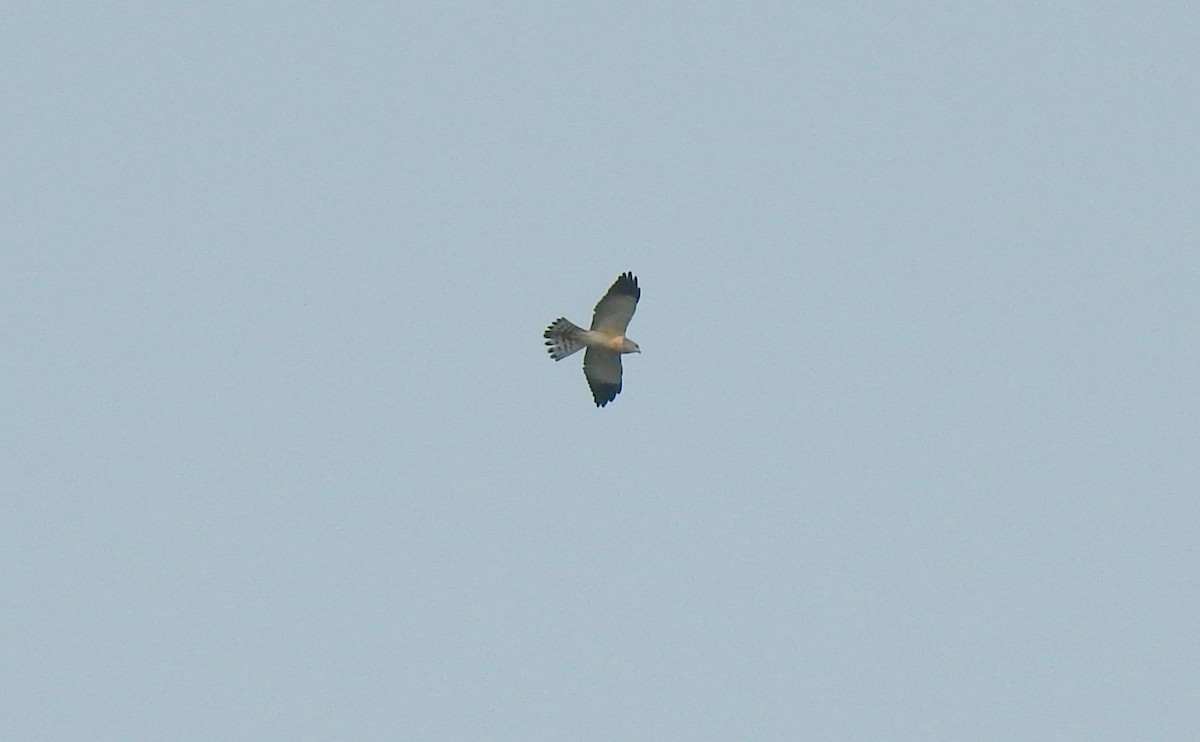 Chinese Sparrowhawk - ML241405091