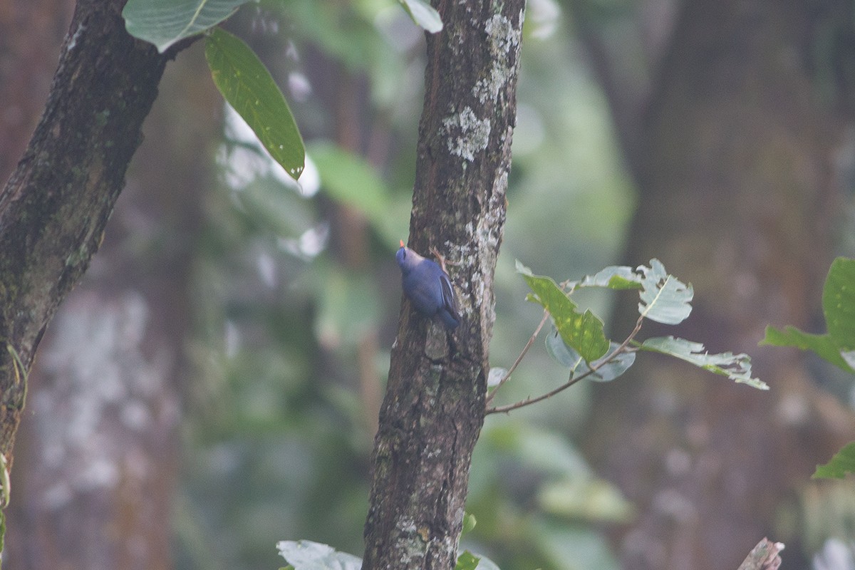 Velvet-fronted Nuthatch - ML241408851