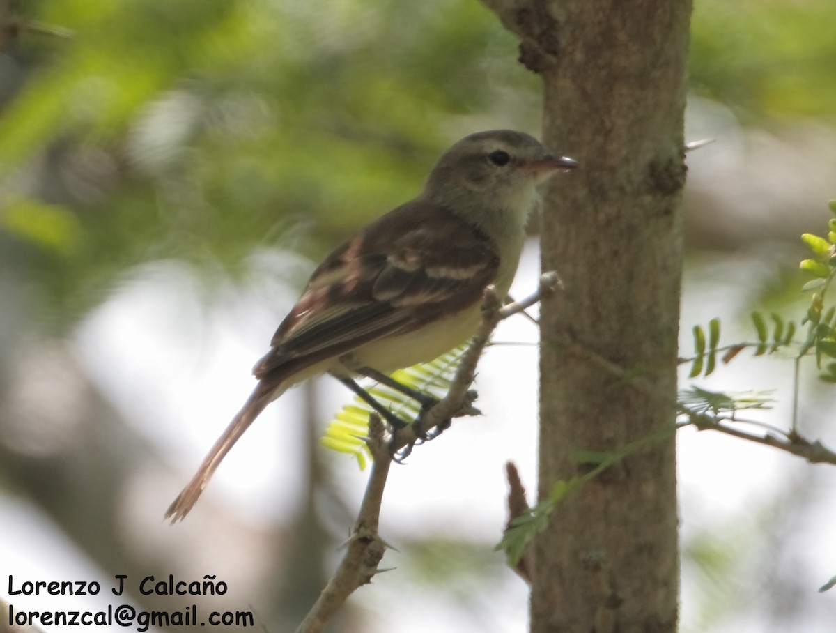 Northern Mouse-colored Tyrannulet - ML241408961