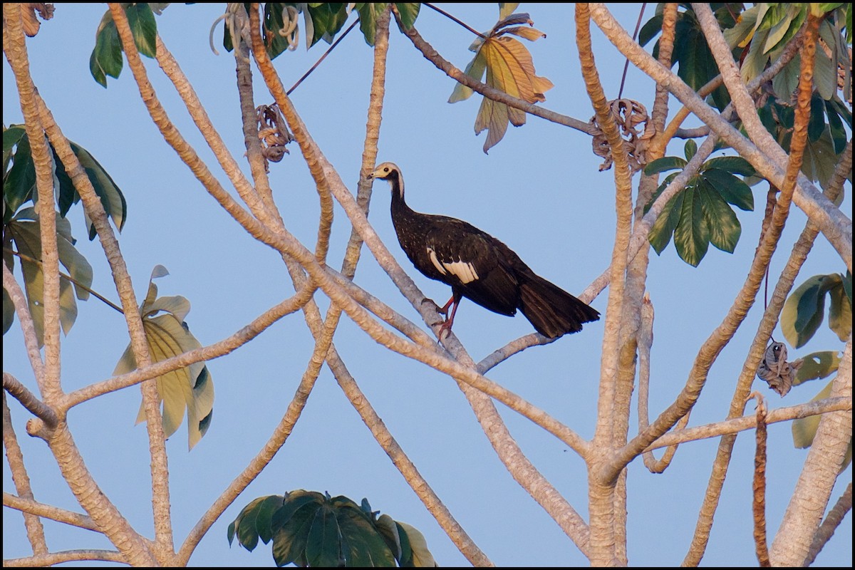 White-throated Piping-Guan - ML241413401