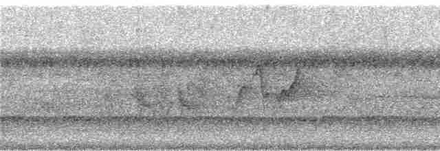 holub neotropický - ML241414