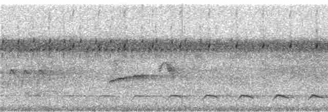 trogon podvazkový - ML241415