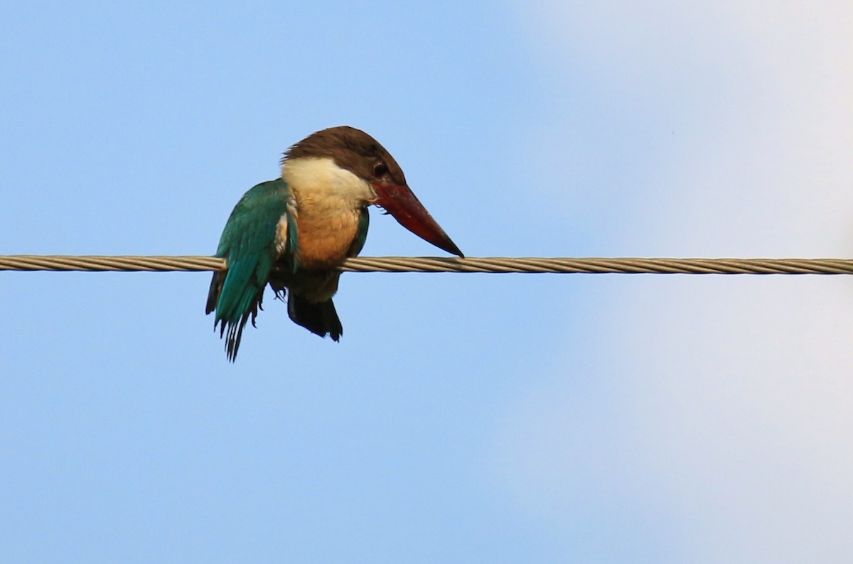 Stork-billed Kingfisher - ML241416141