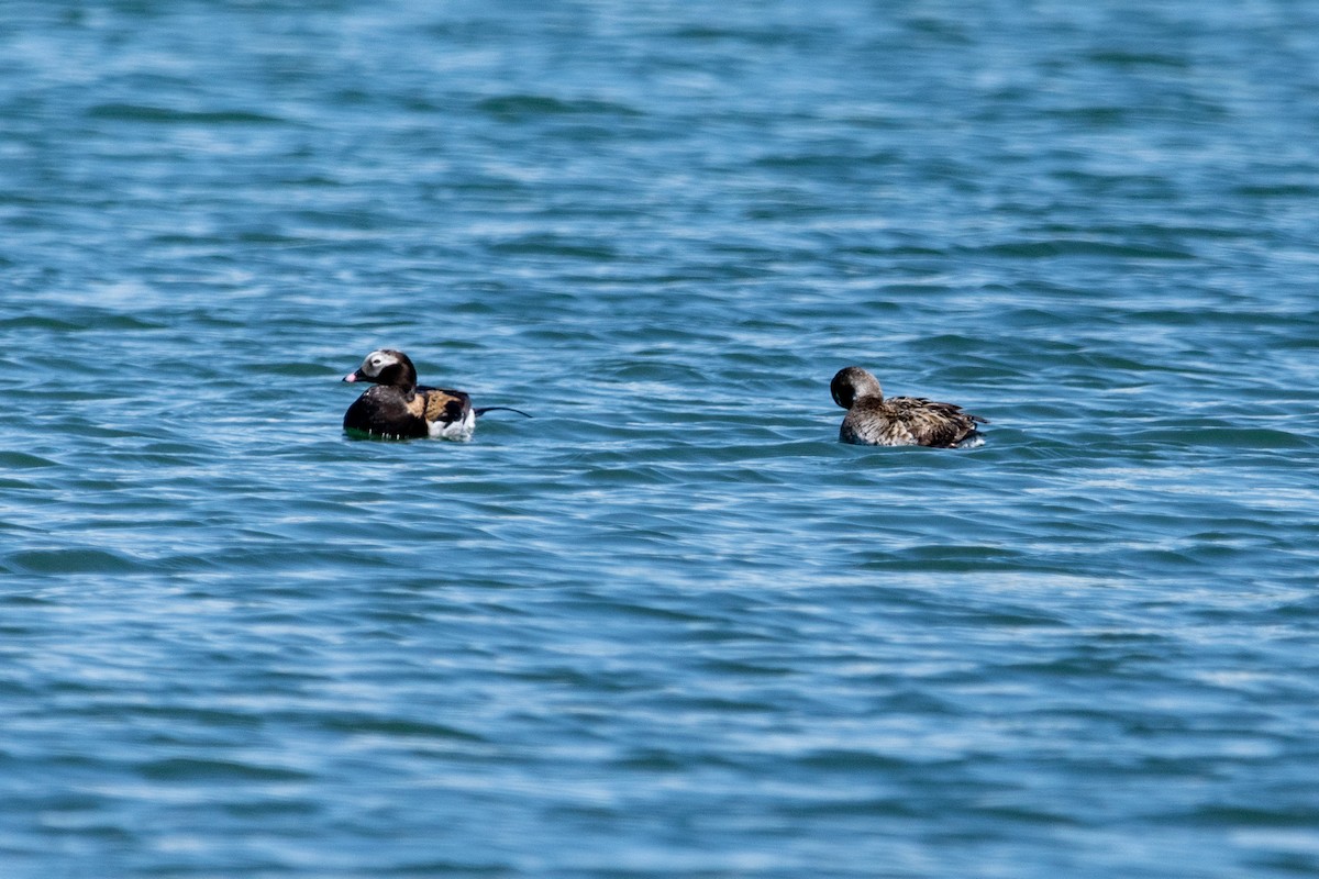 Long-tailed Duck - Mike Elfassy