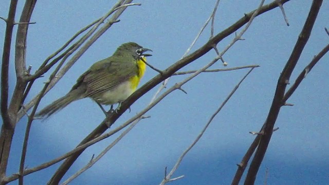 Yellow-breasted Chat - ML241424131