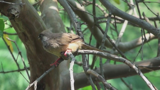 Speckled Mousebird - ML241425721