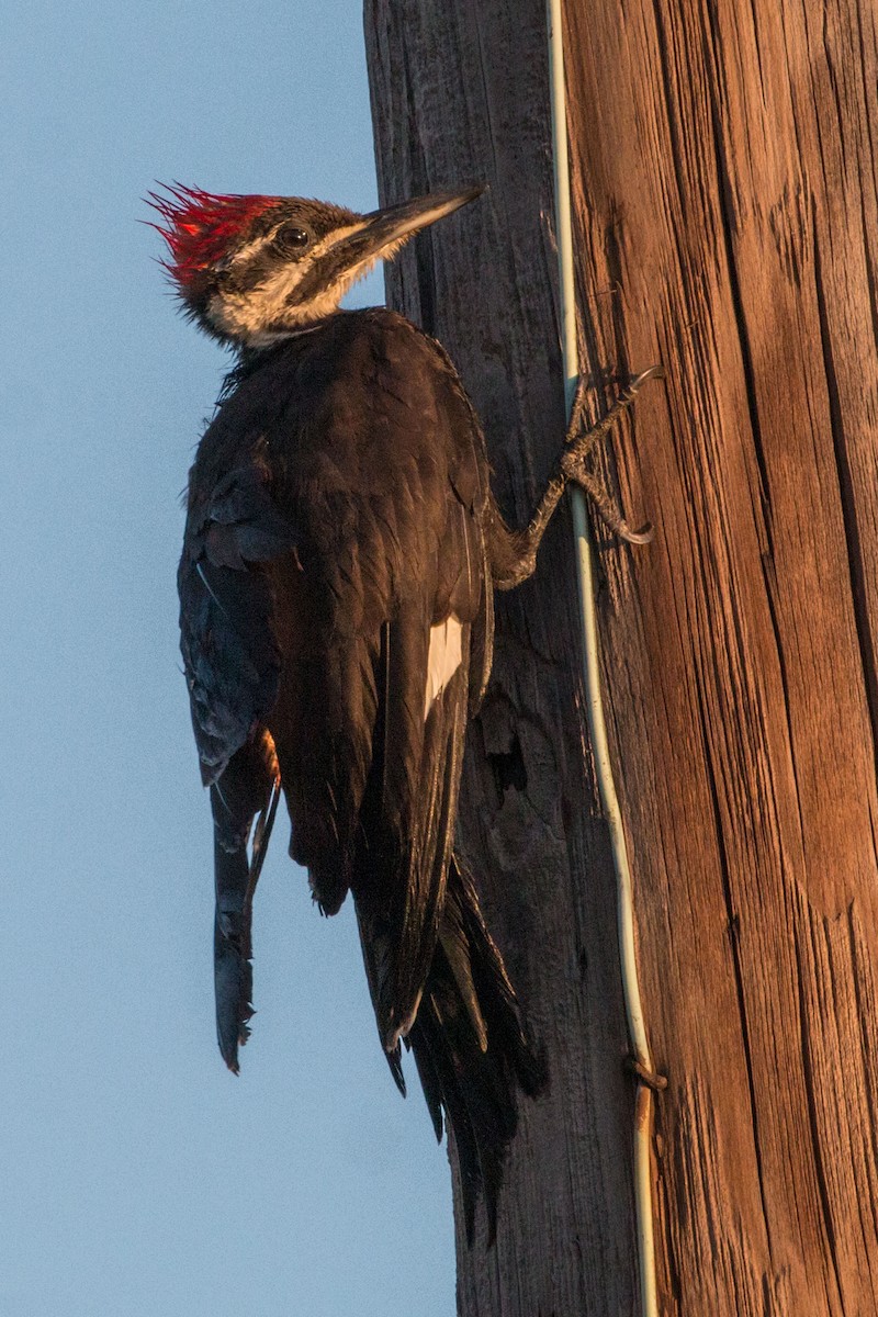 Pileated Woodpecker - Steve Metchis